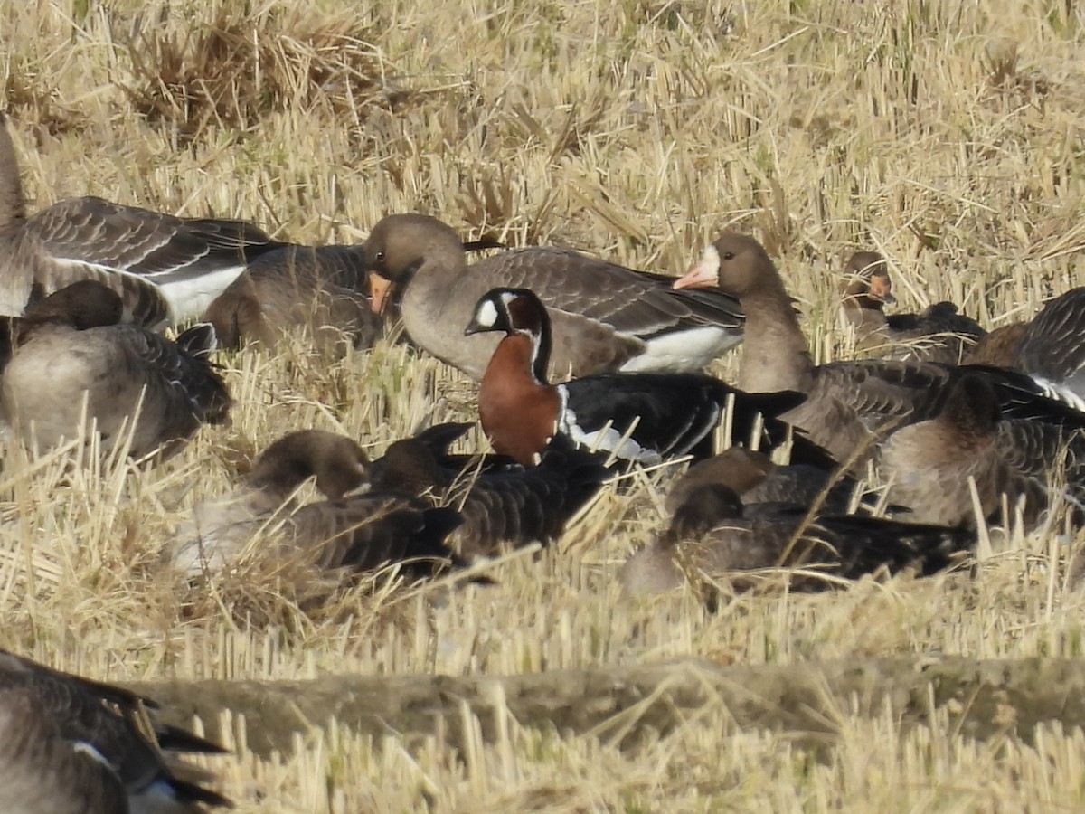 Red-breasted Goose - ML644581029