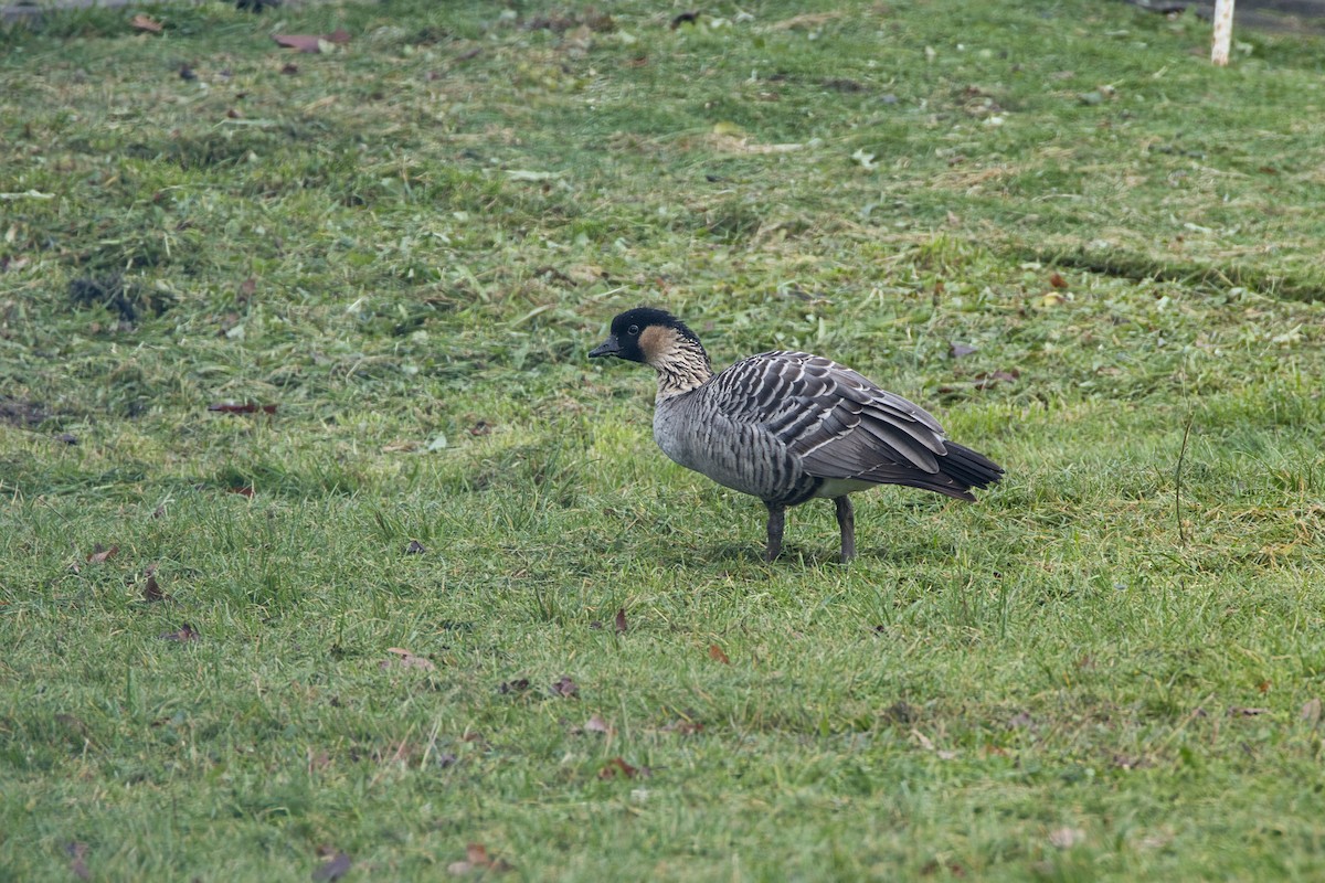 ハワイガン - ML644581034