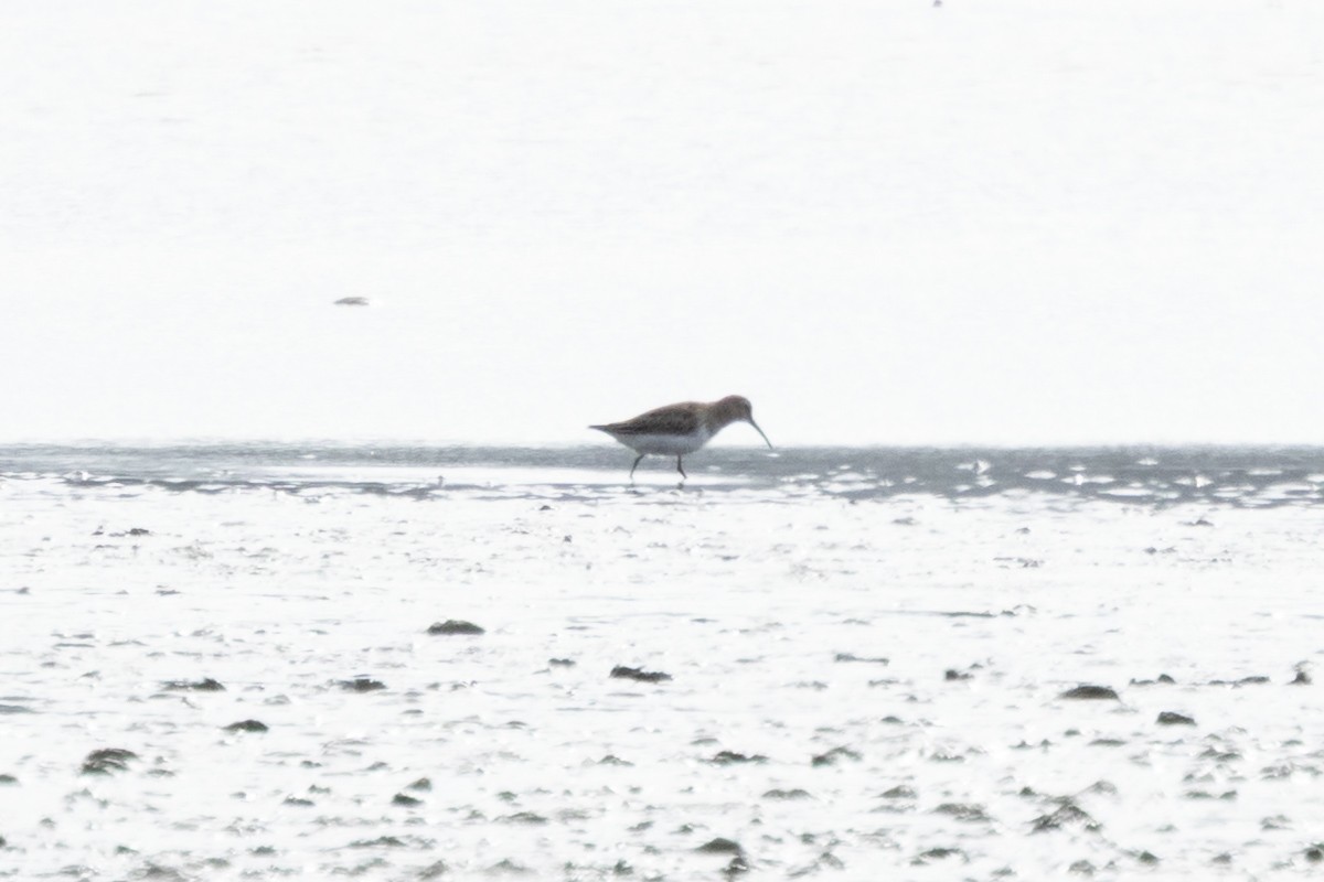 tundrasnipe - ML644581035