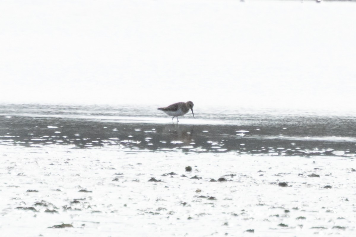 tundrasnipe - ML644581036