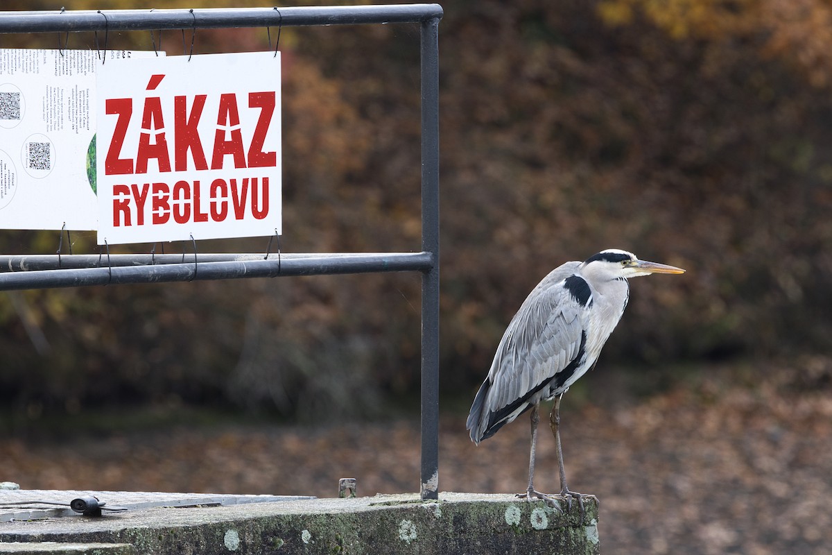 Gri Balıkçıl - ML644581038