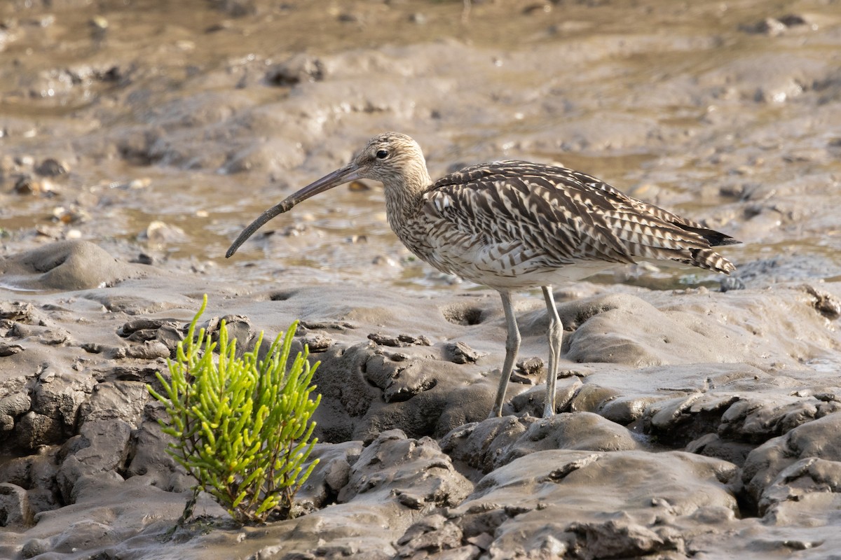 storspove - ML644581039