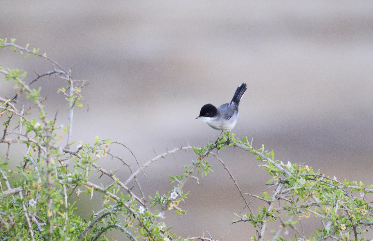 Txinbo burubeltza - ML644581051