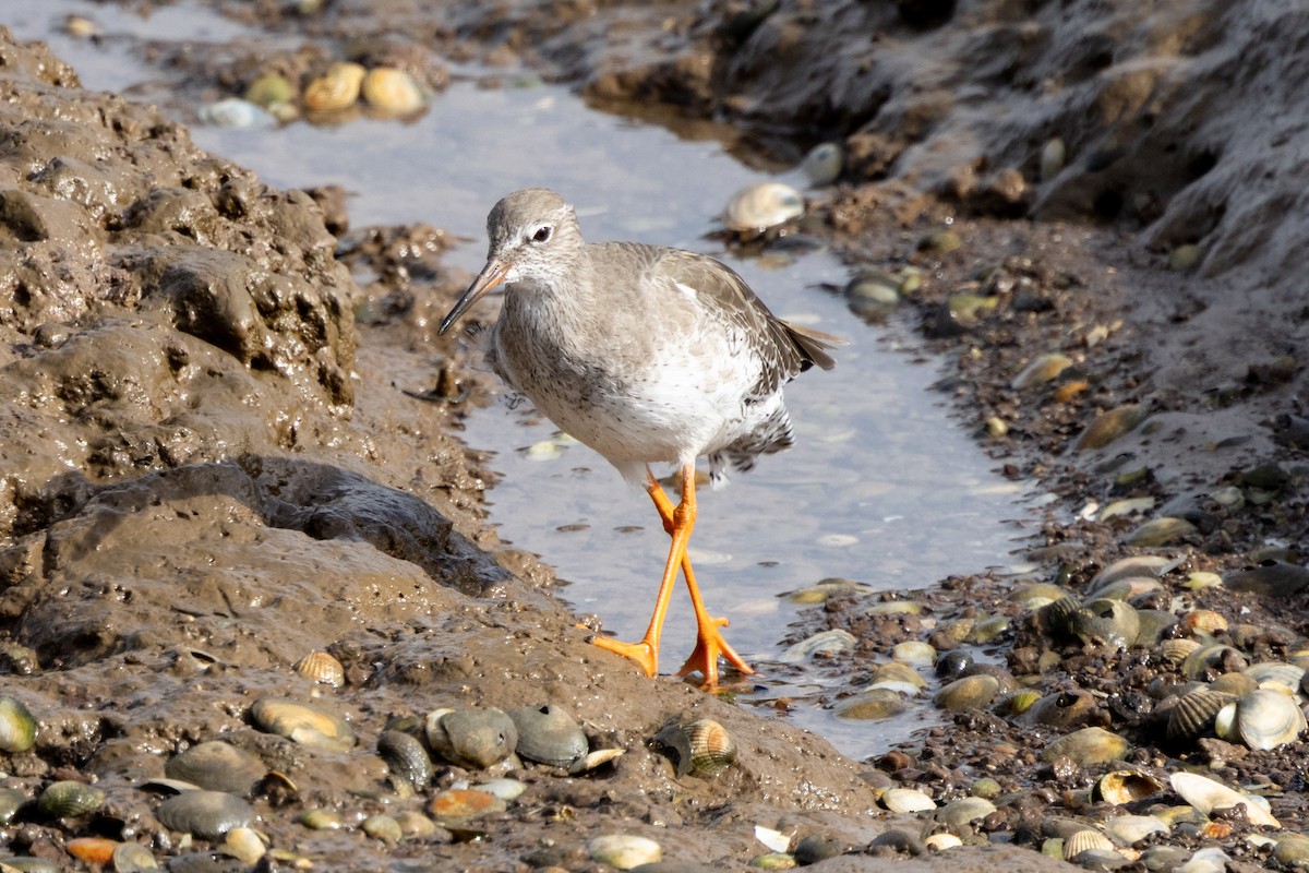 rødstilk - ML644581052