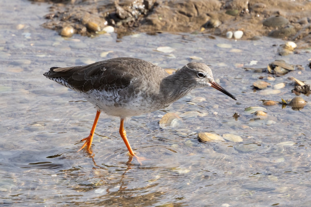 rødstilk - ML644581053