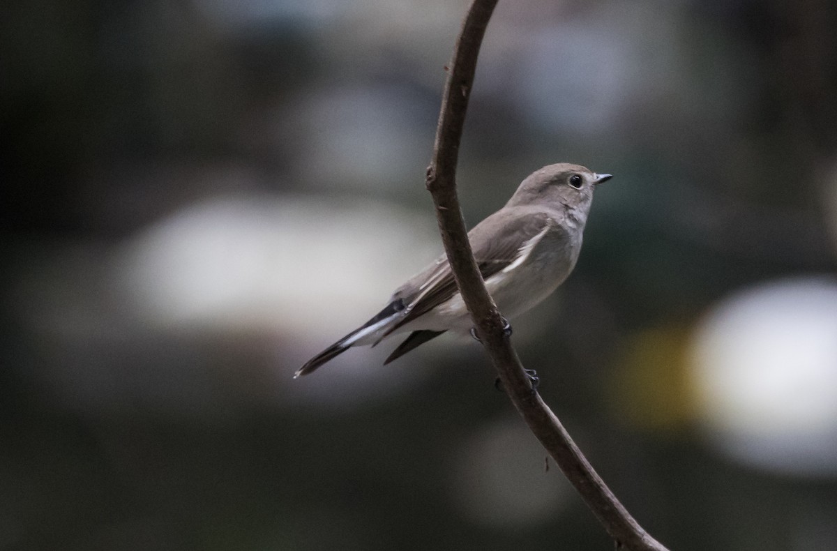 Taigaschnäpper - ML644581054