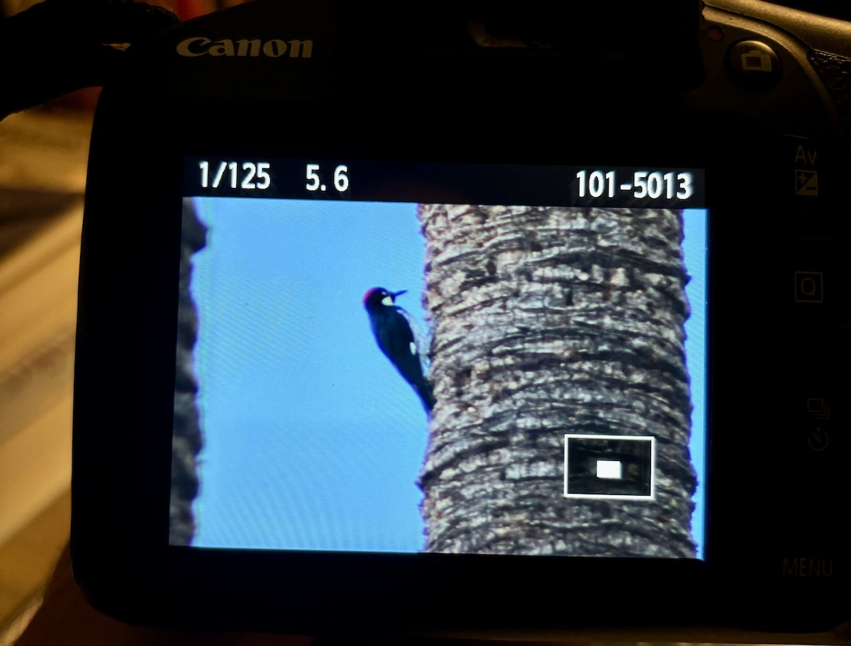 Acorn Woodpecker - ML644581055