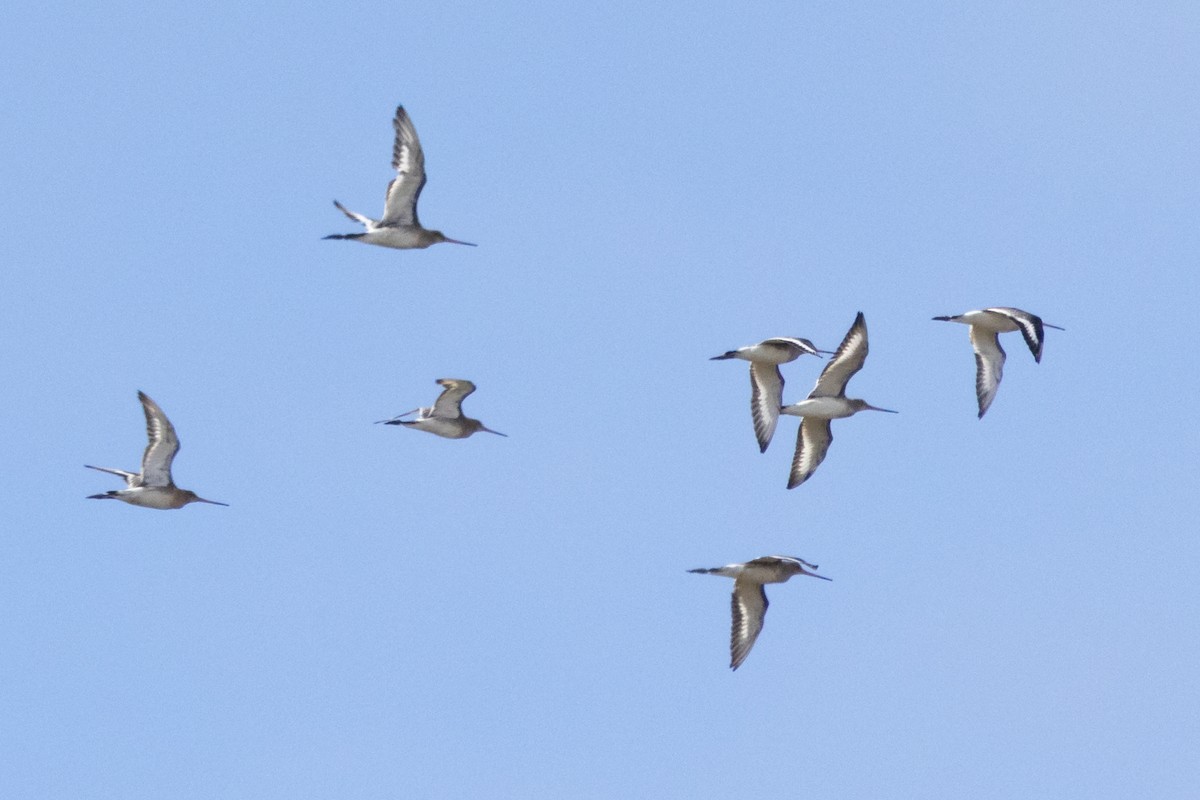 svarthalespove - ML644581056