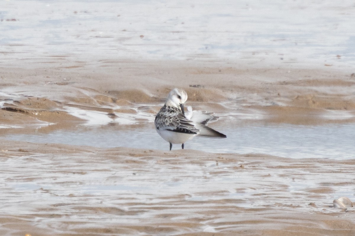 sandløper - ML644581057