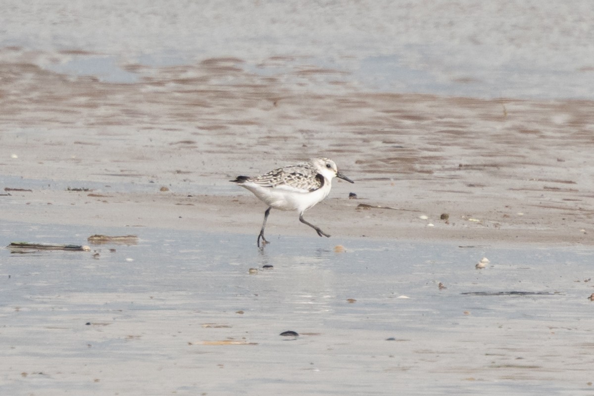 sandløper - ML644581058