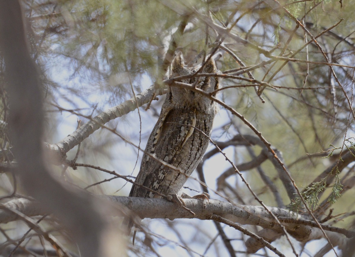 Eurasian Scops-Owl - ML644581060