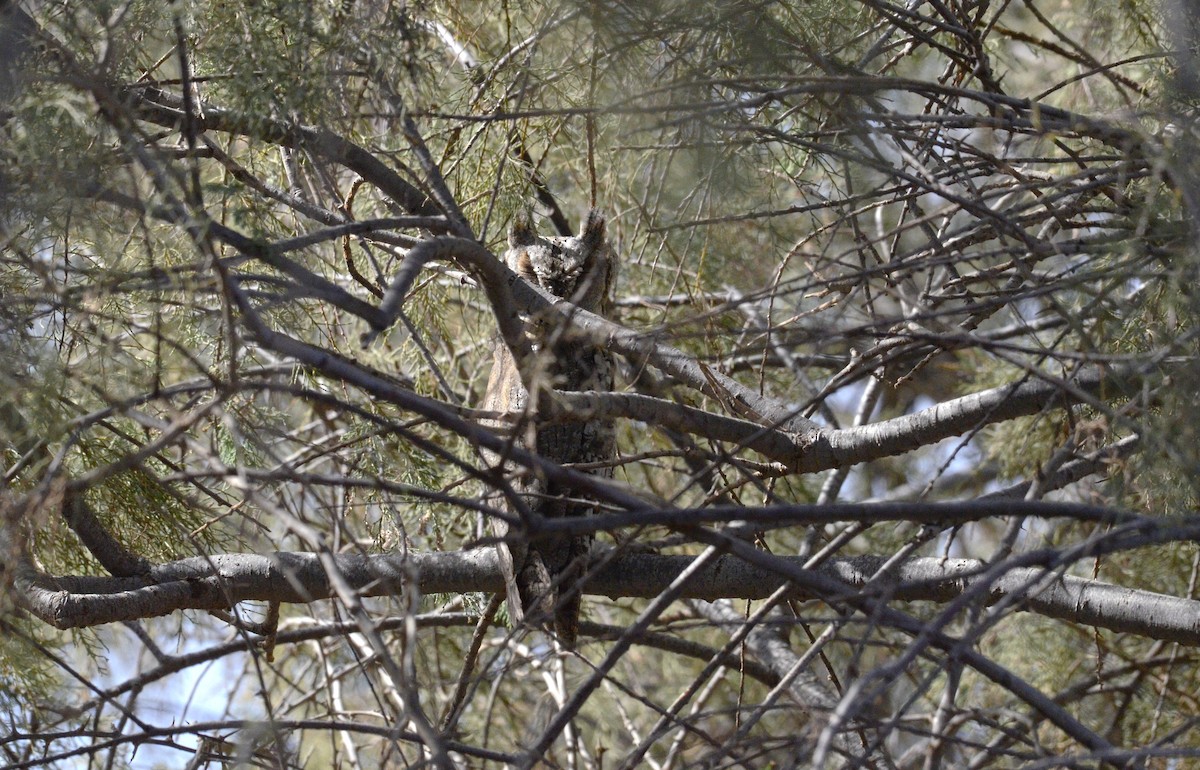 Eurasian Scops-Owl - ML644581061