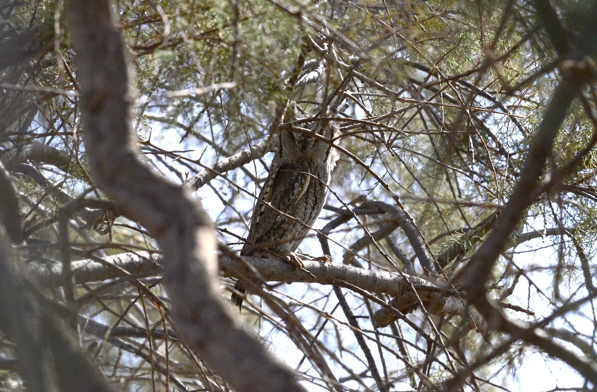 Eurasian Scops-Owl - ML644581062