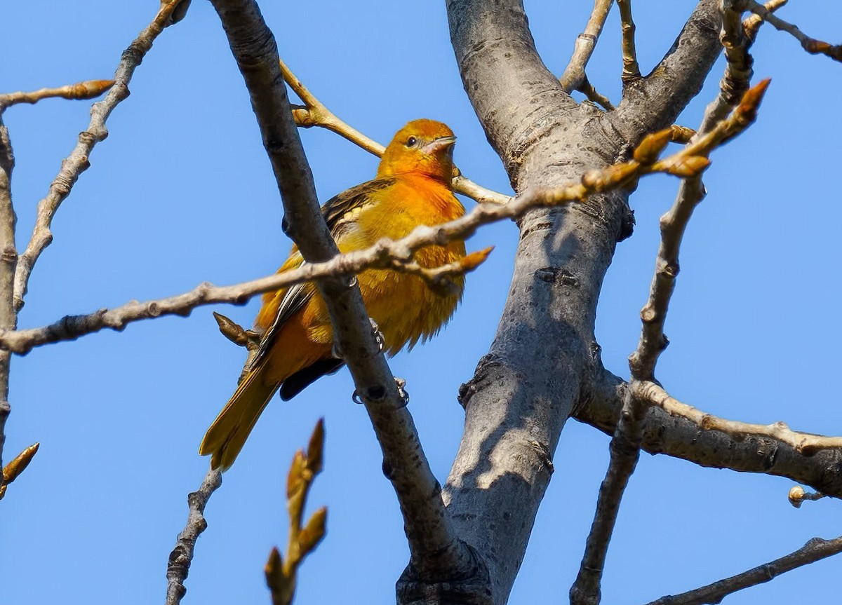 Baltimore Oriole - ML644581063