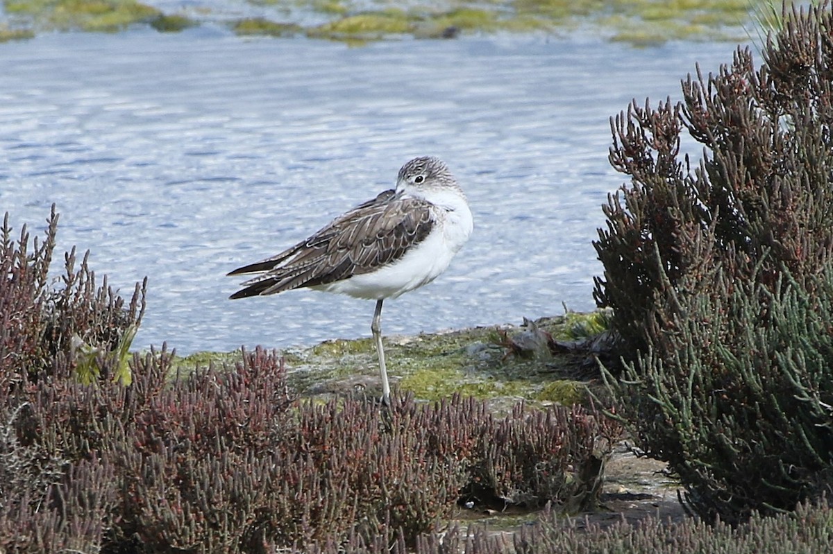 ביצנית ירוקת-רגל - ML644581079