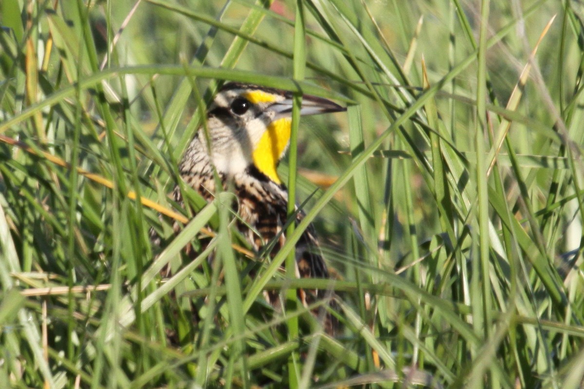 Eastern Meadowlark - ML644581082