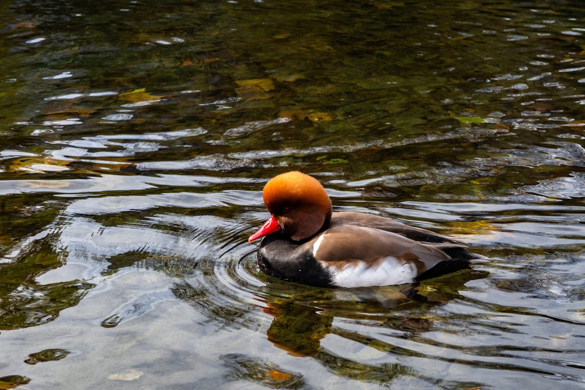Red-crested Pochard - ML644581083
