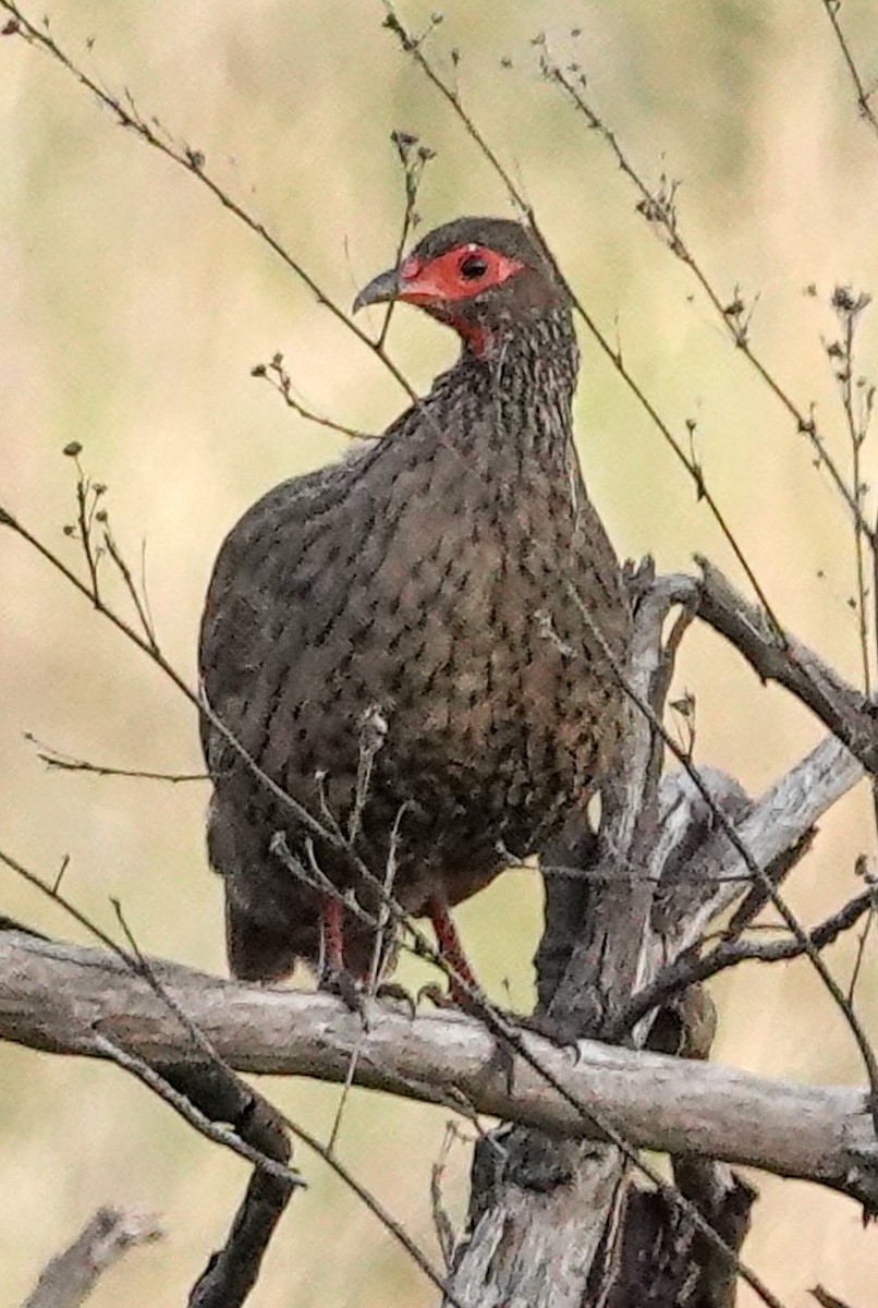 Dere Turacı - ML644581093