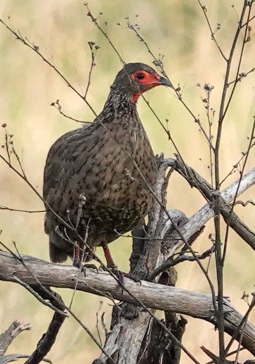 Dere Turacı - ML644581094