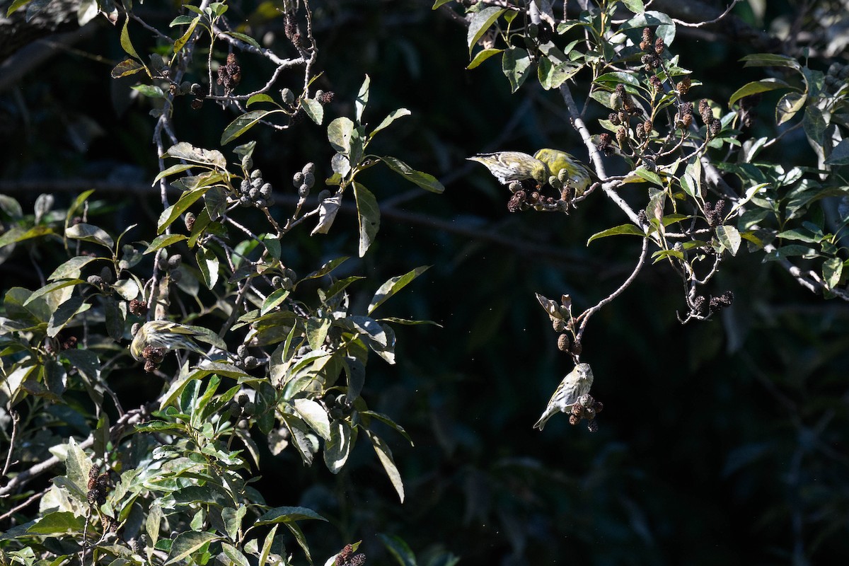 Eurasian Siskin - ML644581096