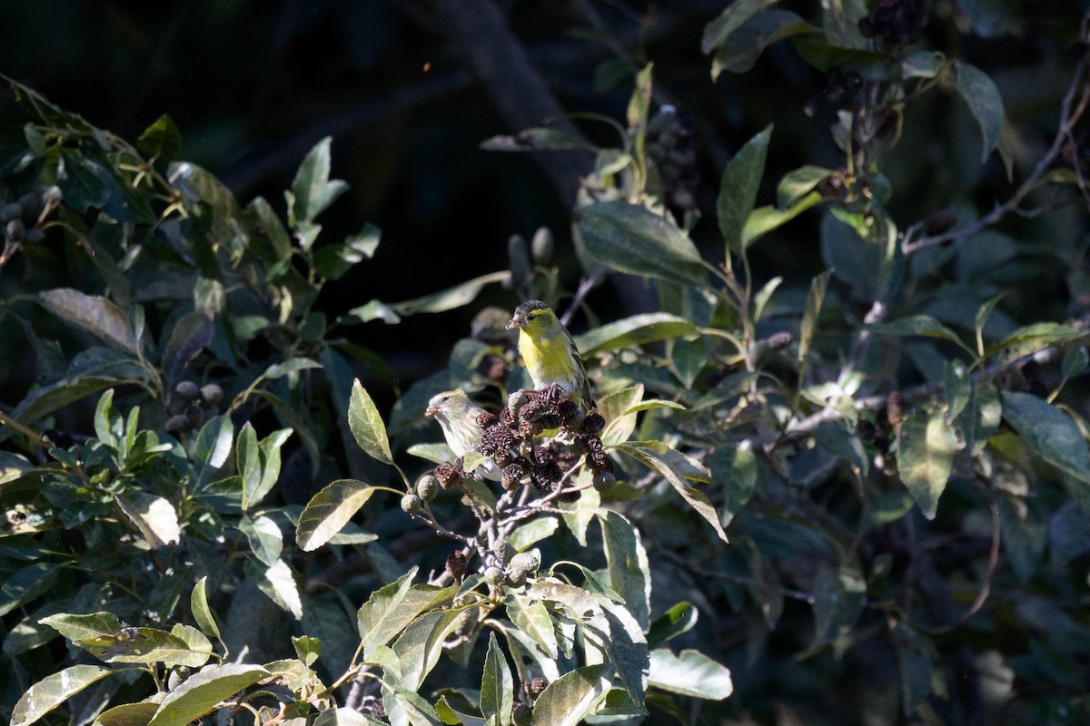 Eurasian Siskin - ML644581097