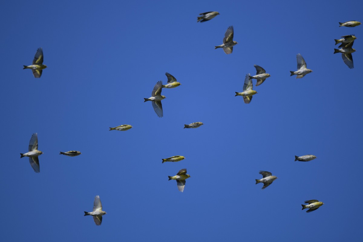 Eurasian Siskin - ML644581098