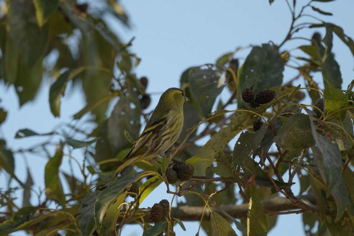 Eurasian Siskin - ML644581101