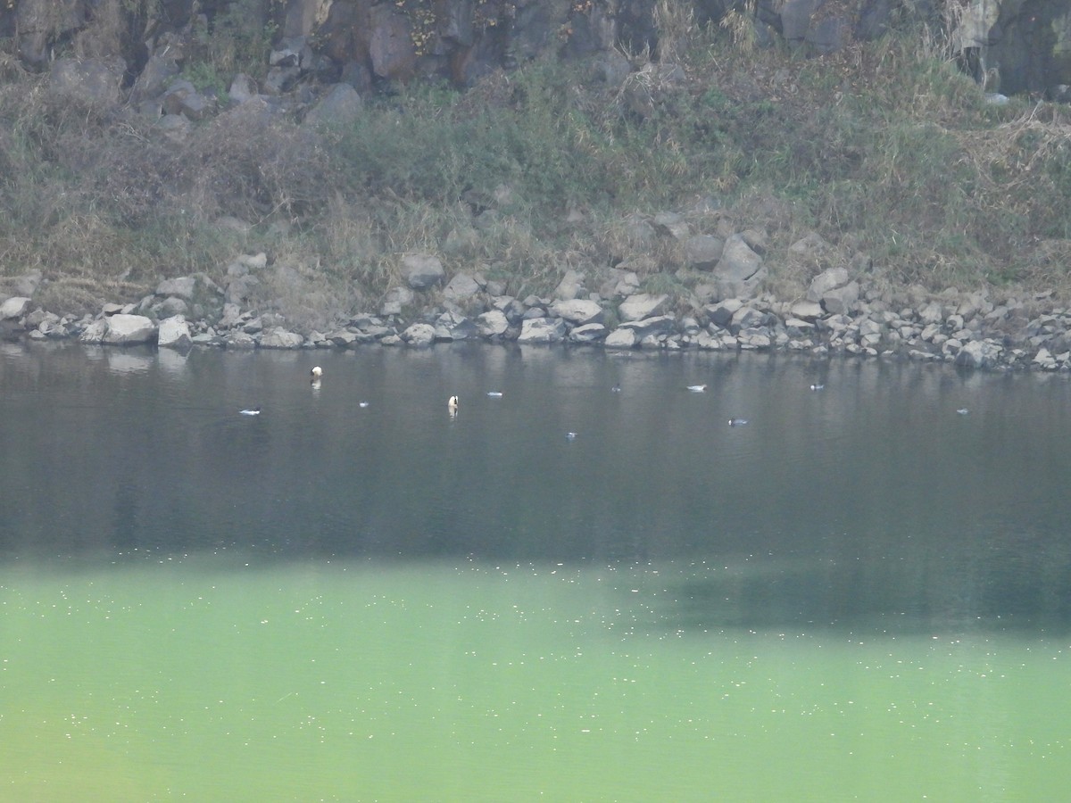 Harle de Chine - ML644581106