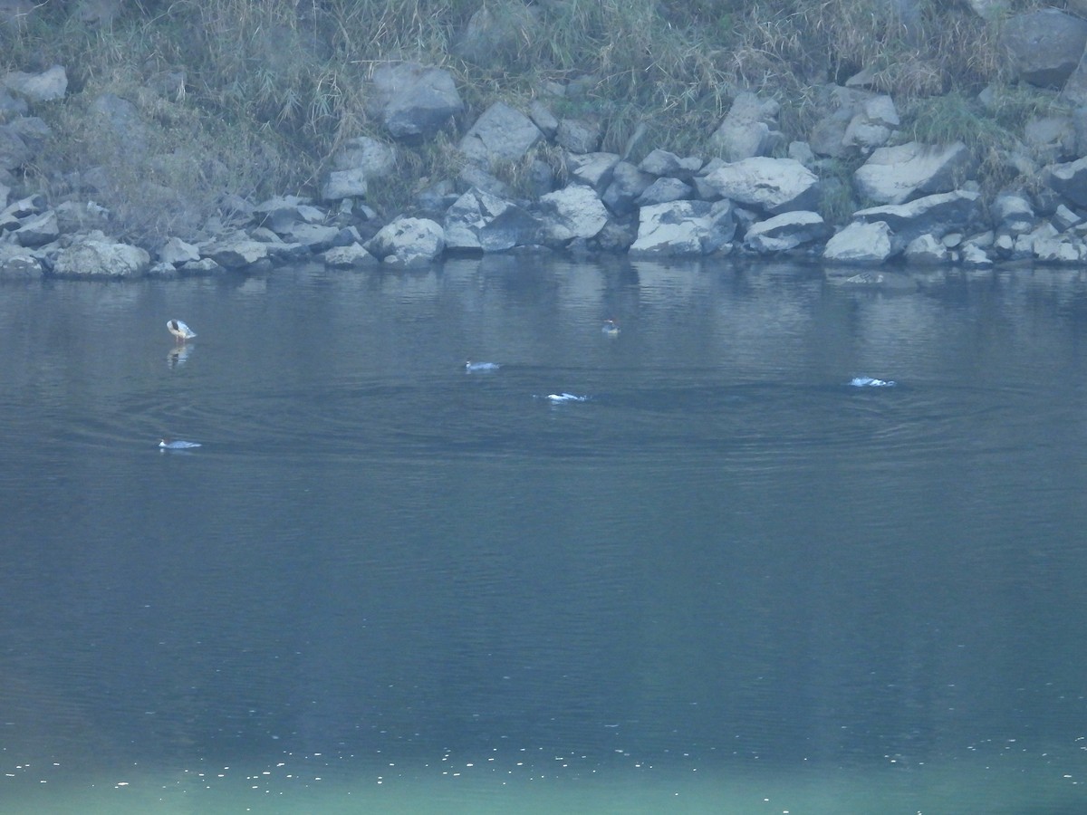 Harle de Chine - ML644581107