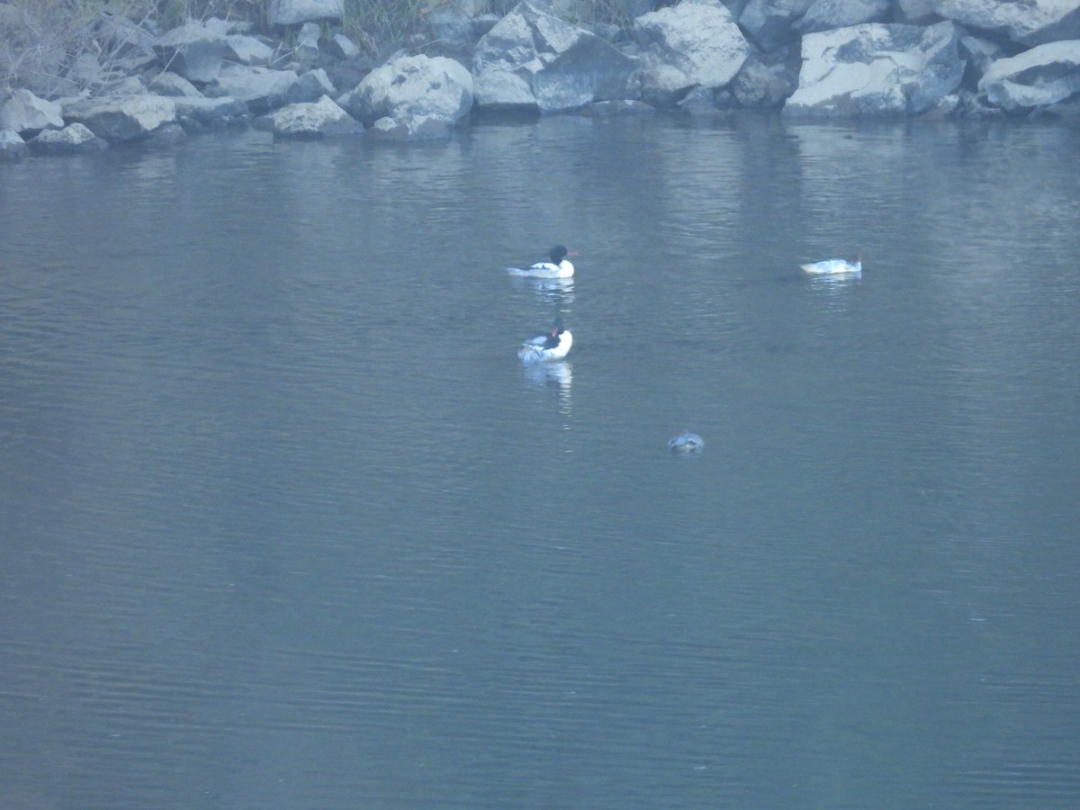 Harle de Chine - ML644581108