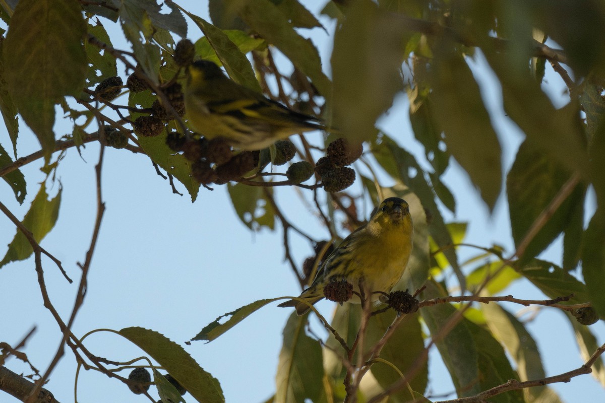 Eurasian Siskin - ML644581109