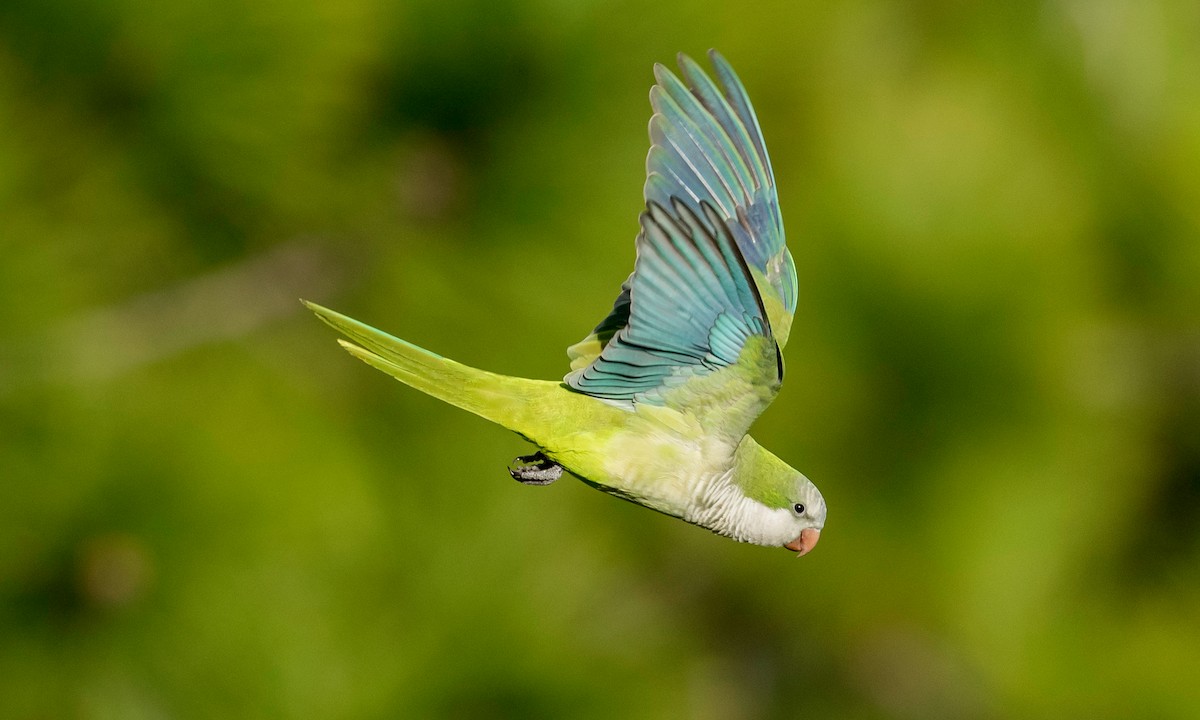  - Monk Parakeet