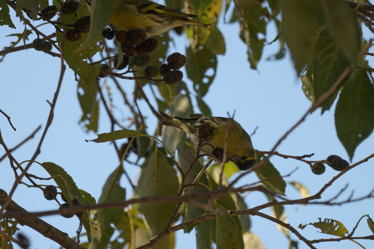 Eurasian Siskin - ML644581111