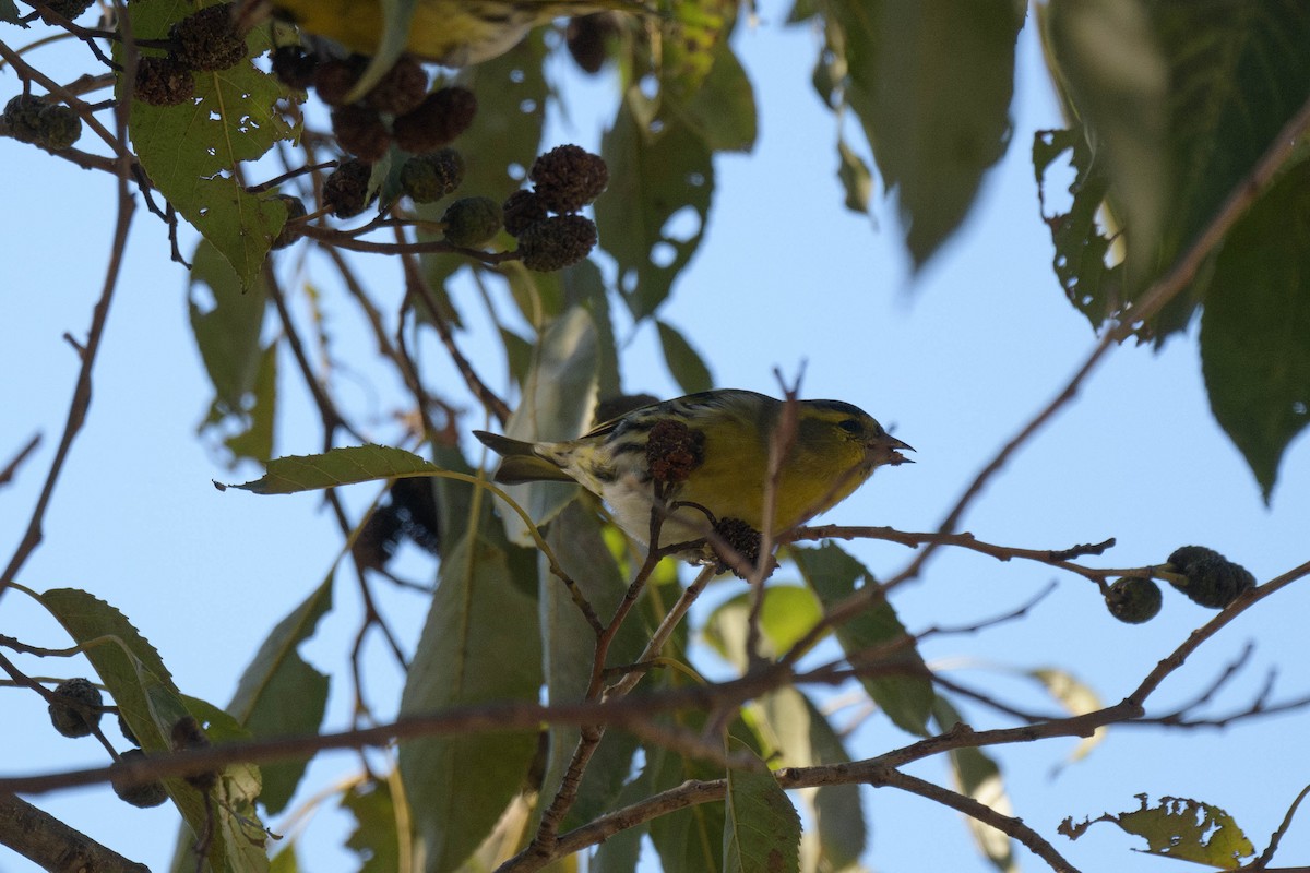 Eurasian Siskin - ML644581113