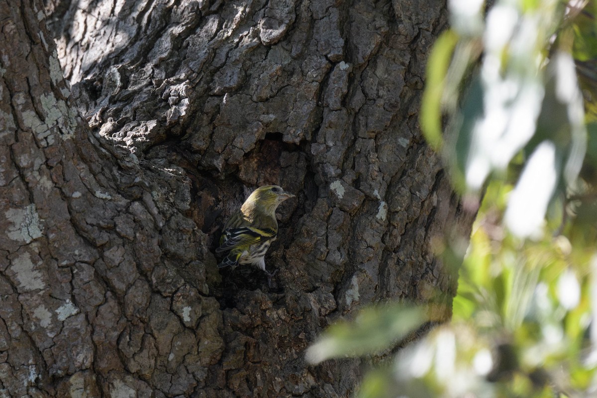 Eurasian Siskin - ML644581118