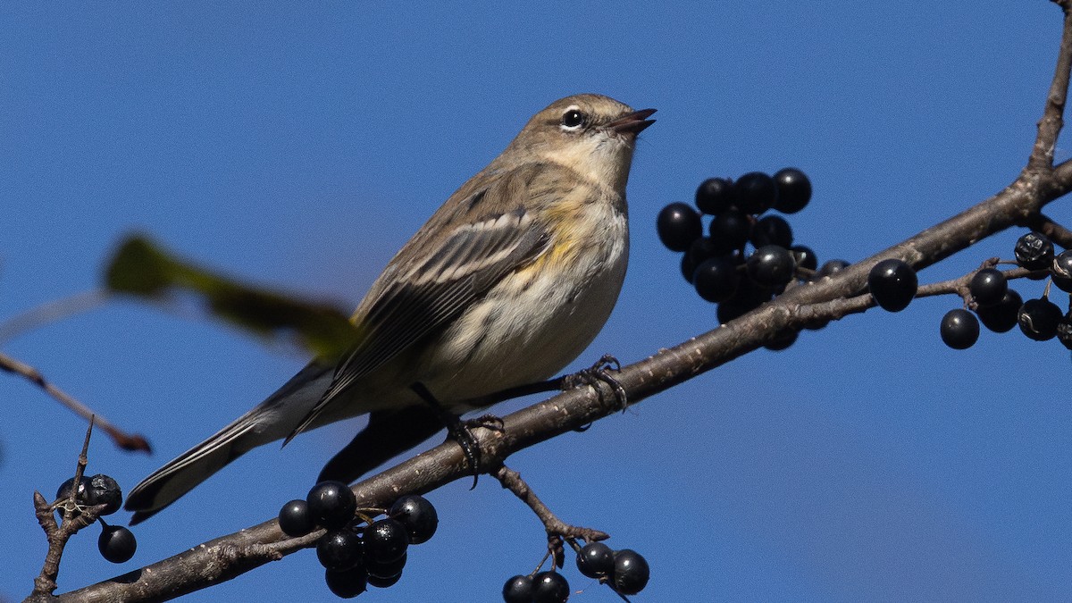 Paruline à croupion jaune (coronata) - ML644581144