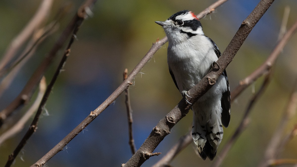 Pic mineur (pubescens/medianus) - ML644581147