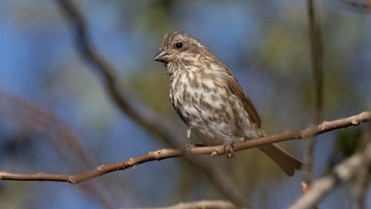 Purple Finch (Eastern) - ML644581149