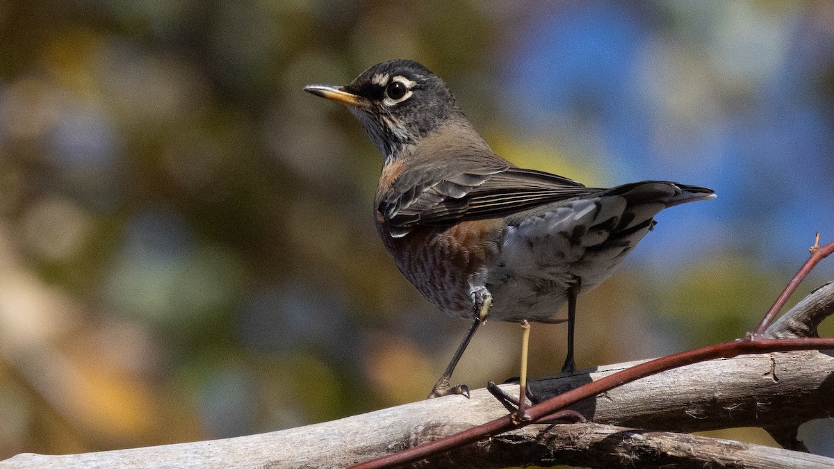 Merle d'Amérique - ML644581154