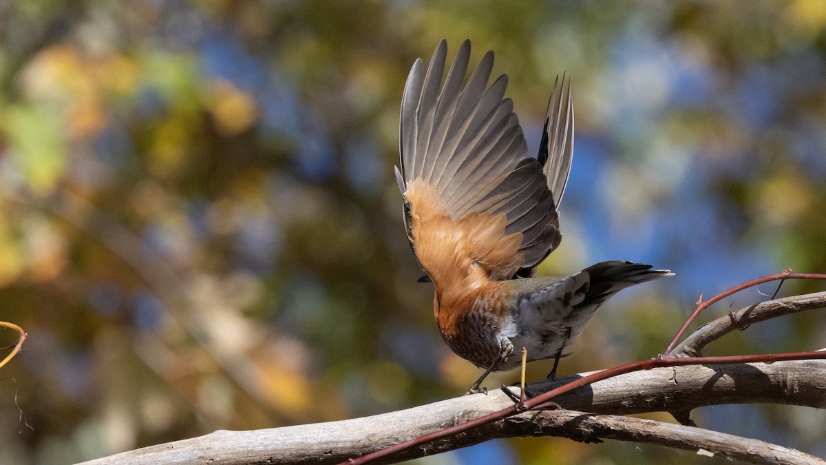 Merle d'Amérique - ML644581155