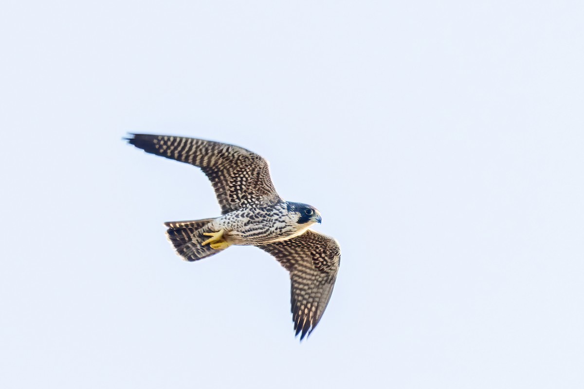 Peregrine Falcon - ML644581180
