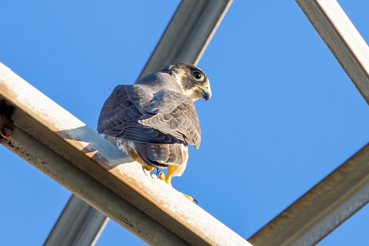 Peregrine Falcon - ML644581181