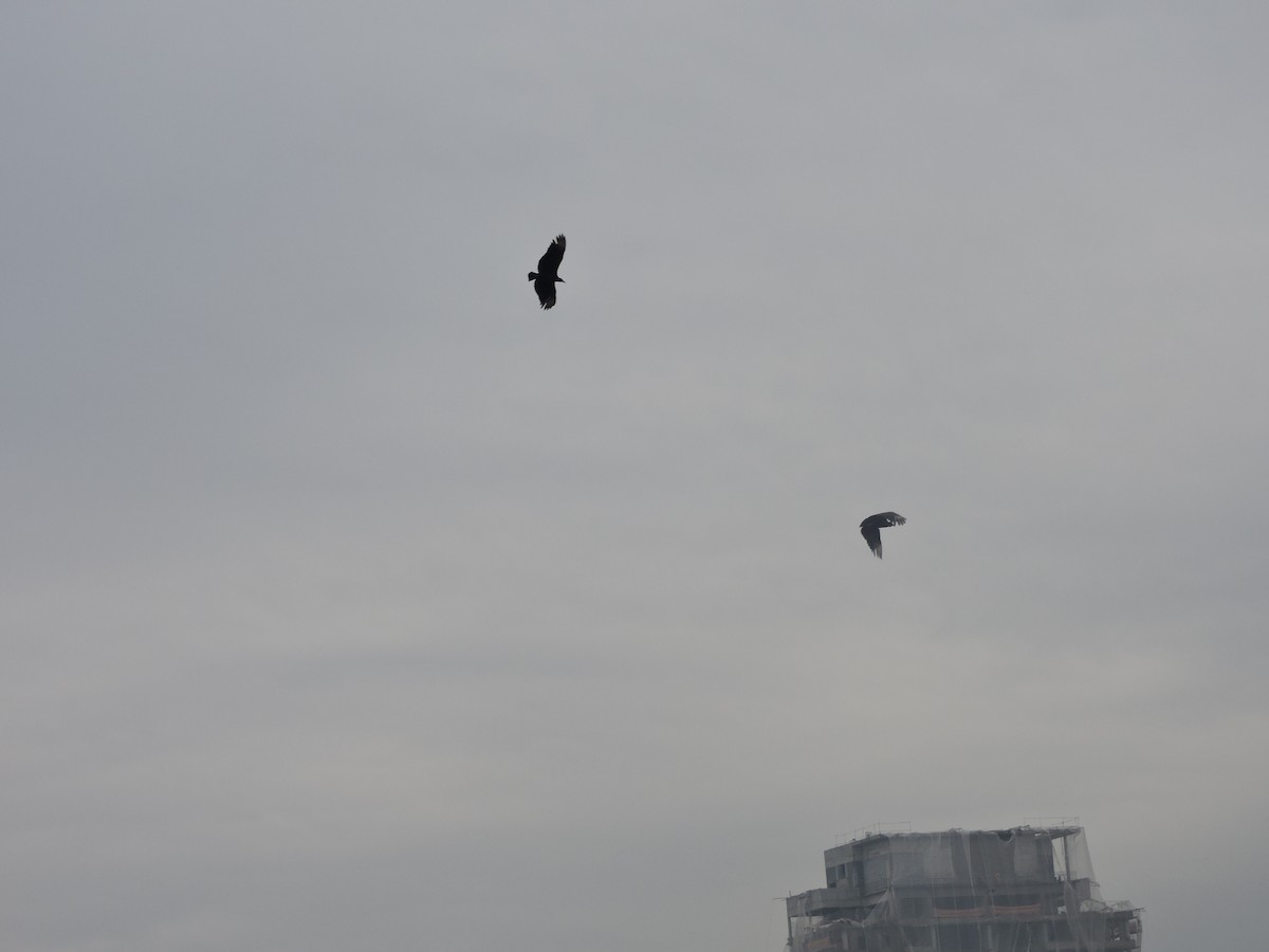 Urubu noir - ML644581185