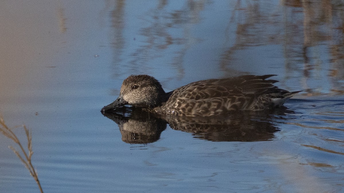 Sarcelle d'hiver (carolinensis) - ML644581187