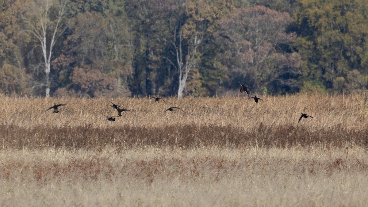 Canard branchu - ML644581203