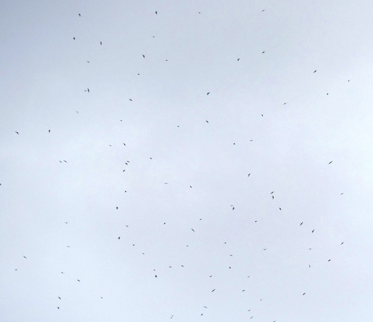 Alpine Swift - ML644581204