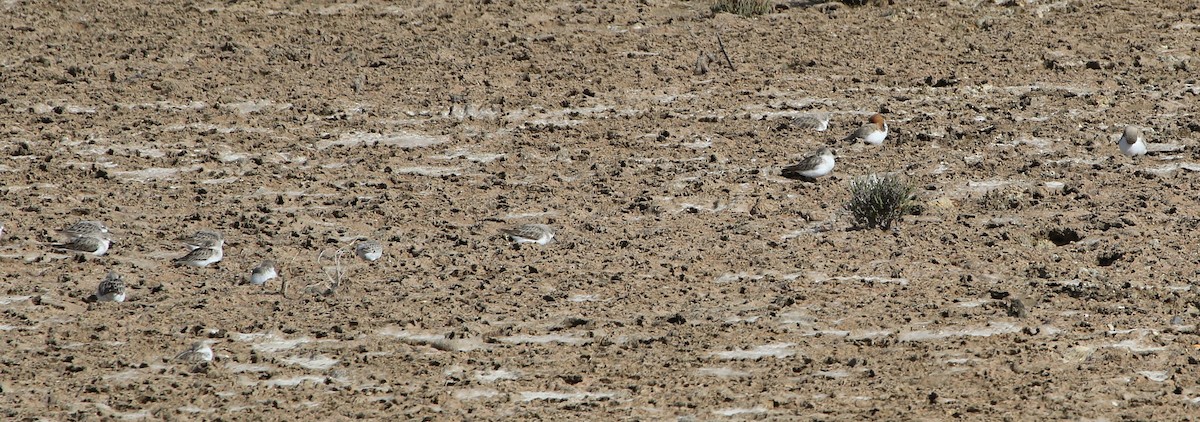 חופית אדומת-צוואר - ML644581205