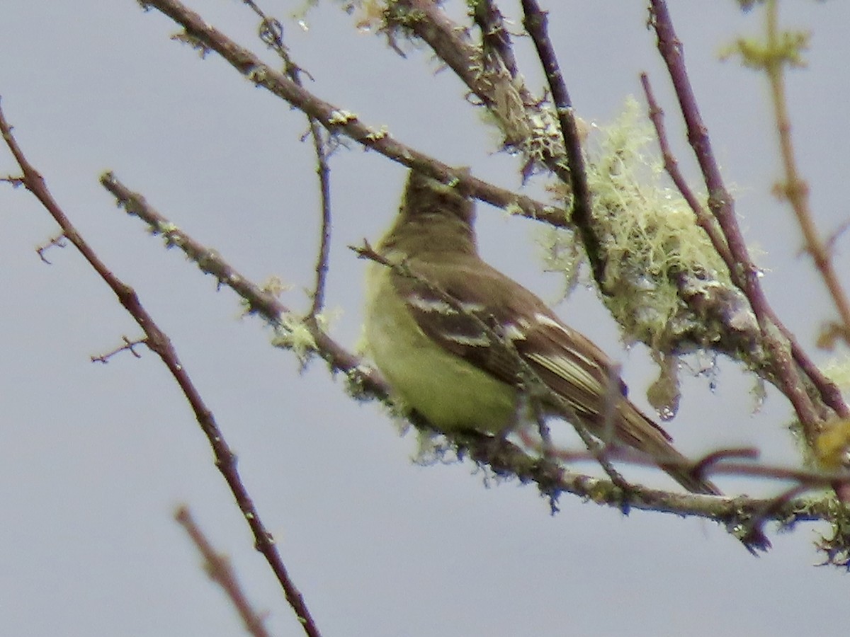 シラギクタイランチョウ - ML644581207