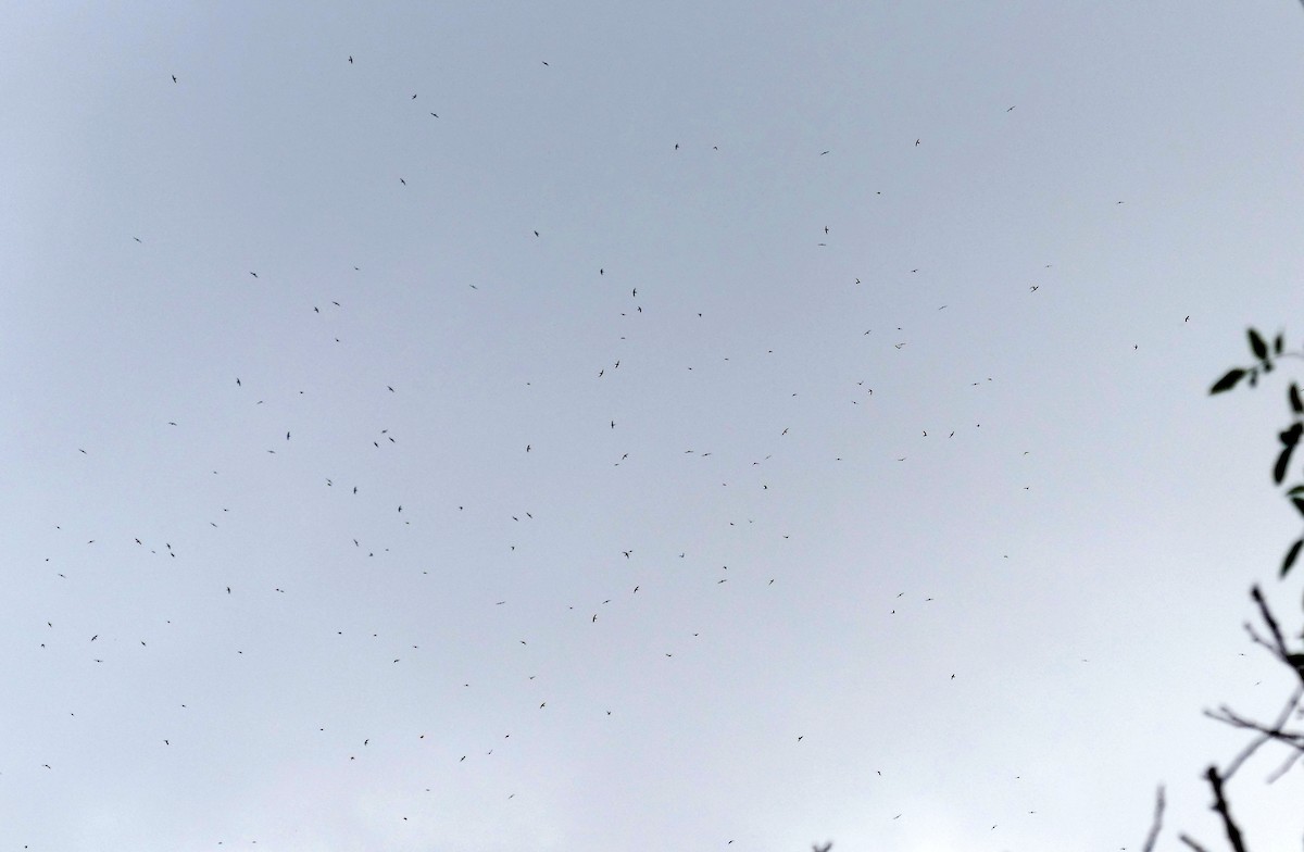 Alpine Swift - ML644581208