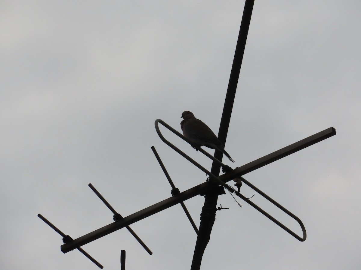 Laughing Dove - ML644581216